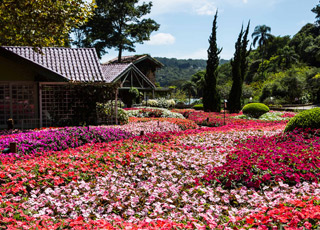 Unique Garden